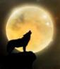   mc_B3oWoLF