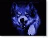   Wolf6606