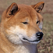 Аватар для DogeDev
