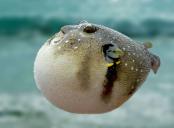Аватар для FishFugu