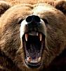   GummiBear